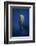 Candle Sperm Whale-Barathieu Gabriel-Framed Photographic Print