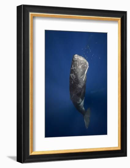 Candle Sperm Whale-Barathieu Gabriel-Framed Photographic Print