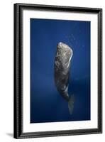 Candle Sperm Whale-Barathieu Gabriel-Framed Photographic Print