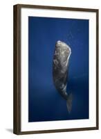 Candle Sperm Whale-Barathieu Gabriel-Framed Photographic Print