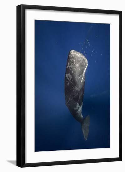 Candle Sperm Whale-Barathieu Gabriel-Framed Photographic Print