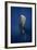 Candle Sperm Whale-Barathieu Gabriel-Framed Photographic Print