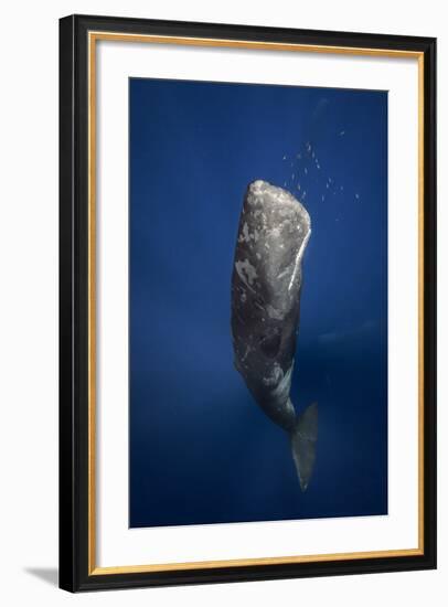 Candle Sperm Whale-Barathieu Gabriel-Framed Photographic Print