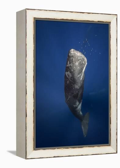 Candle Sperm Whale-Barathieu Gabriel-Framed Premier Image Canvas