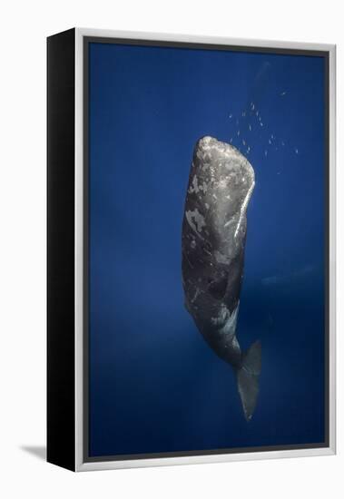 Candle Sperm Whale-Barathieu Gabriel-Framed Premier Image Canvas