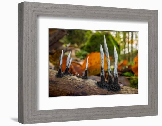 Candlesnuff fungus growing on a dead twig, Peak District, UK-Alex Hyde-Framed Photographic Print