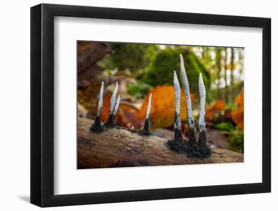 Candlesnuff fungus growing on a dead twig, Peak District, UK-Alex Hyde-Framed Photographic Print