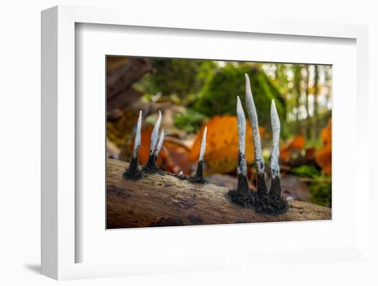 Candlesnuff fungus growing on a dead twig, Peak District, UK-Alex Hyde-Framed Photographic Print