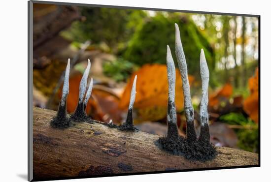 Candlesnuff fungus growing on a dead twig, Peak District, UK-Alex Hyde-Mounted Photographic Print