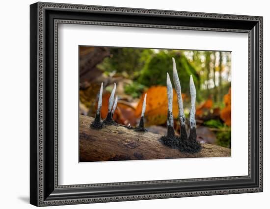 Candlesnuff fungus growing on a dead twig, Peak District, UK-Alex Hyde-Framed Photographic Print