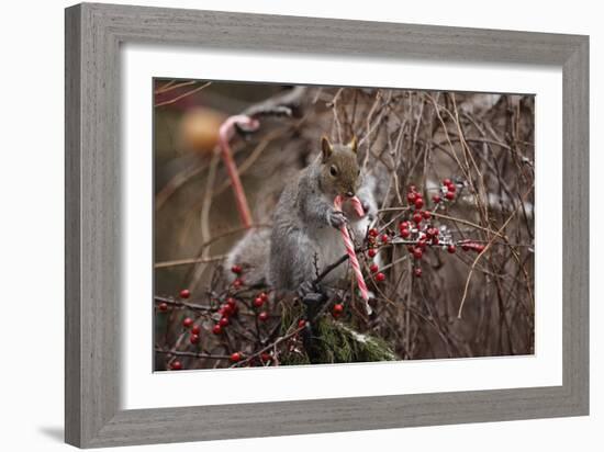 Candy And Squirrel-Andre Villeneuve-Framed Photographic Print