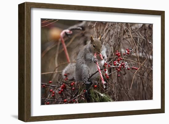 Candy And Squirrel-Andre Villeneuve-Framed Photographic Print