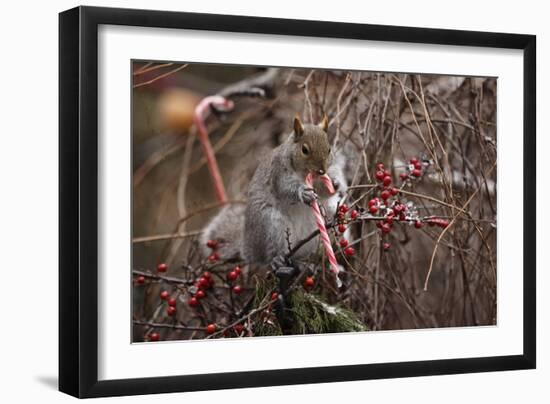 Candy And Squirrel-Andre Villeneuve-Framed Photographic Print