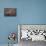 Candy And Squirrel-Andre Villeneuve-Mounted Photographic Print displayed on a wall