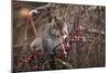 Candy And Squirrel-Andre Villeneuve-Mounted Photographic Print