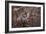 Candy And Squirrel-Andre Villeneuve-Framed Photographic Print