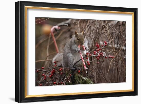 Candy And Squirrel-Andre Villeneuve-Framed Photographic Print