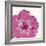 Candy Rose I-Clara Wells-Framed Giclee Print