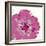 Candy Rose I-Clara Wells-Framed Giclee Print