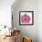 Candy Rose I-Clara Wells-Framed Giclee Print displayed on a wall