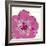 Candy Rose I-Clara Wells-Framed Giclee Print