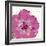 Candy Rose I-Clara Wells-Framed Giclee Print