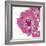 Candy Rose II-Clara Wells-Framed Giclee Print