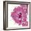 Candy Rose II-Clara Wells-Framed Giclee Print