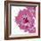 Candy Rose II-Clara Wells-Framed Giclee Print