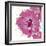 Candy Rose II-Clara Wells-Framed Giclee Print