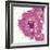 Candy Rose II-Clara Wells-Framed Giclee Print