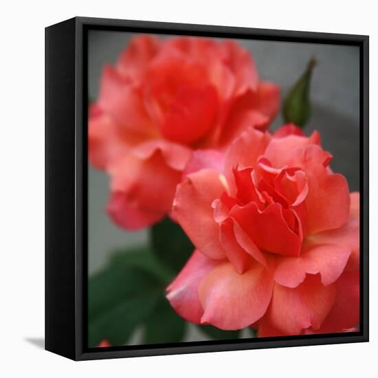 Candy Rose-Nicole Katano-Framed Stretched Canvas