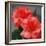 Candy Rose-Nicole Katano-Framed Photo