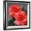 Candy Rose-Nicole Katano-Framed Photo