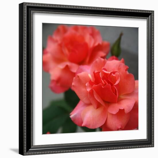 Candy Rose-Nicole Katano-Framed Photo