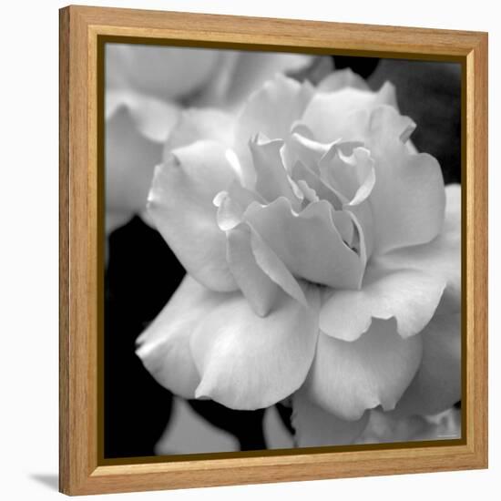 Candy Rose-Nicole Katano-Framed Stretched Canvas