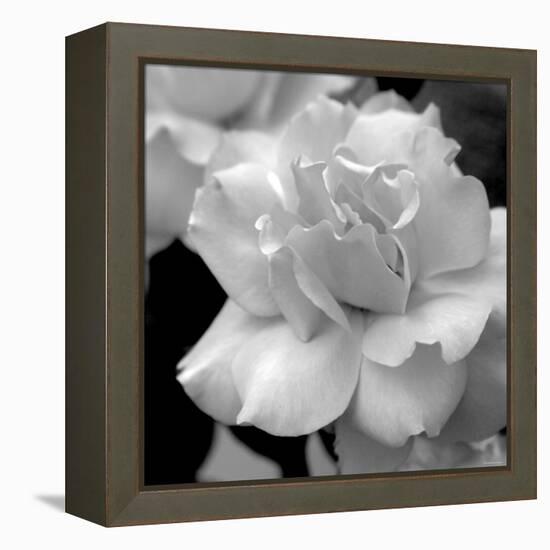 Candy Rose-Nicole Katano-Framed Stretched Canvas