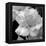 Candy Rose-Nicole Katano-Framed Stretched Canvas