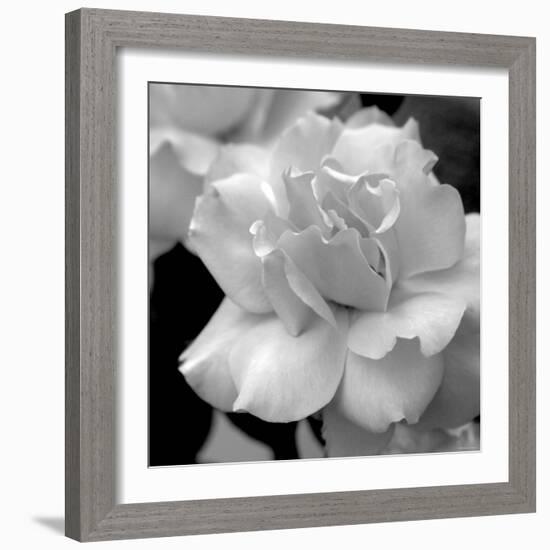 Candy Rose-Nicole Katano-Framed Photo