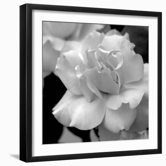 Candy Rose-Nicole Katano-Framed Photo