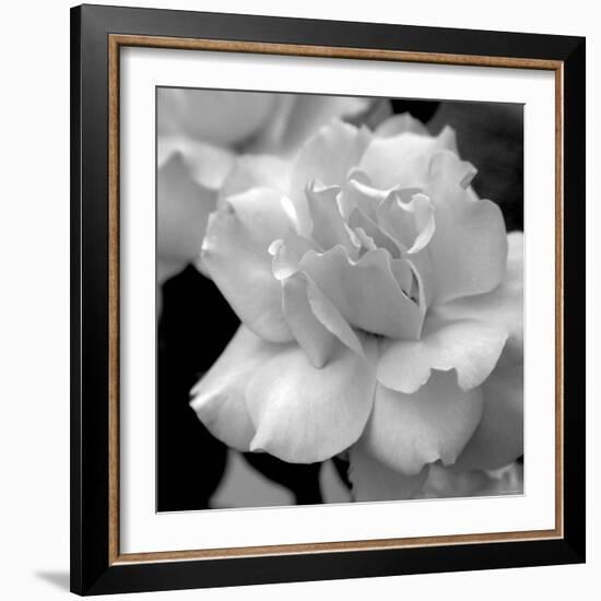 Candy Rose-Nicole Katano-Framed Photo