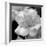 Candy Rose-Nicole Katano-Framed Photo