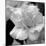Candy Rose-Nicole Katano-Mounted Photo