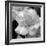 Candy Rose-Nicole Katano-Framed Photo