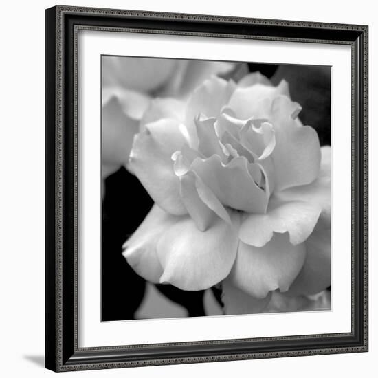 Candy Rose-Nicole Katano-Framed Photo