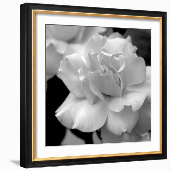 Candy Rose-Nicole Katano-Framed Photo