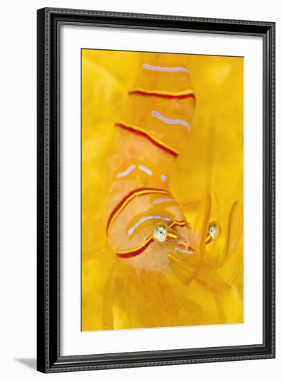 Candy Stripe Shrimp (Lebbeus Grandimanus) On A Yellow Sponge-Alex Mustard-Framed Photographic Print