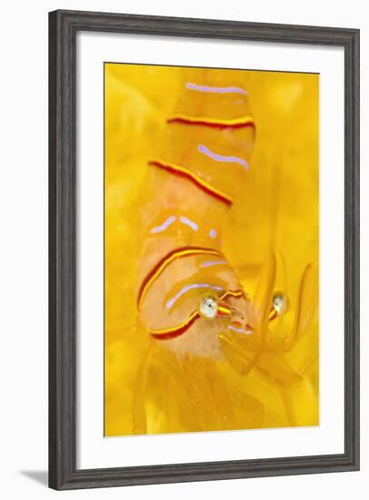 Candy Stripe Shrimp (Lebbeus Grandimanus) On A Yellow Sponge-Alex Mustard-Framed Photographic Print