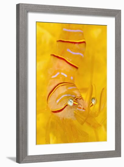 Candy Stripe Shrimp (Lebbeus Grandimanus) On A Yellow Sponge-Alex Mustard-Framed Photographic Print