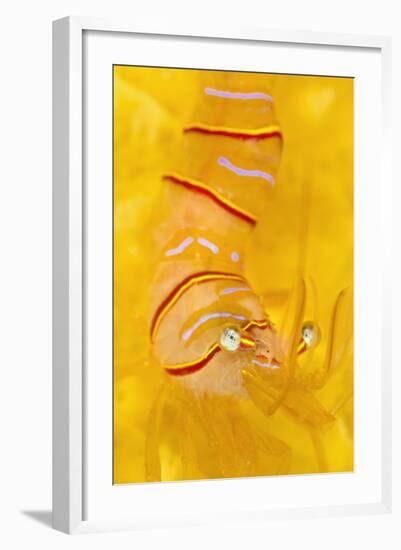 Candy Stripe Shrimp (Lebbeus Grandimanus) On A Yellow Sponge-Alex Mustard-Framed Photographic Print